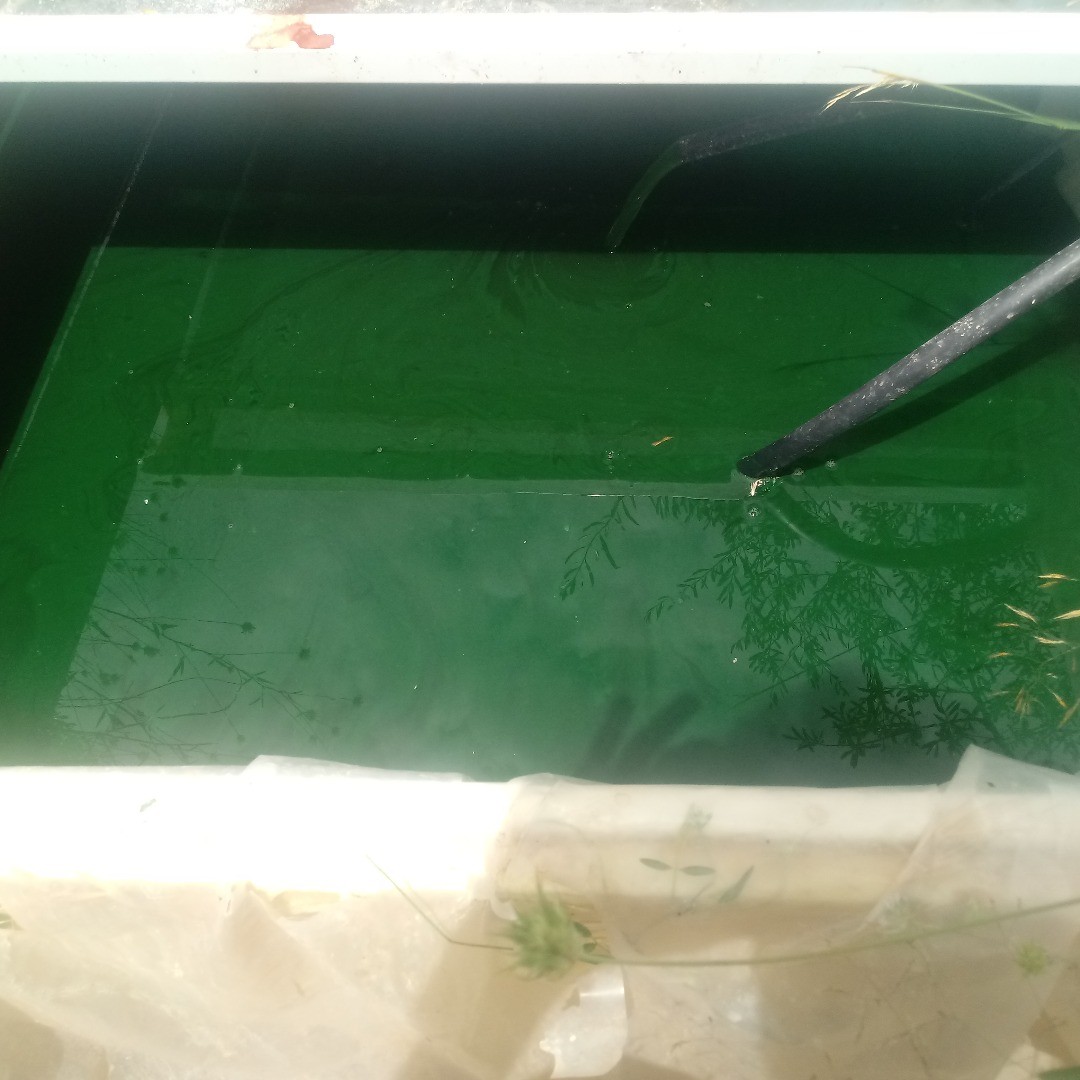 Spirulina 💚
www.sunspiru.com