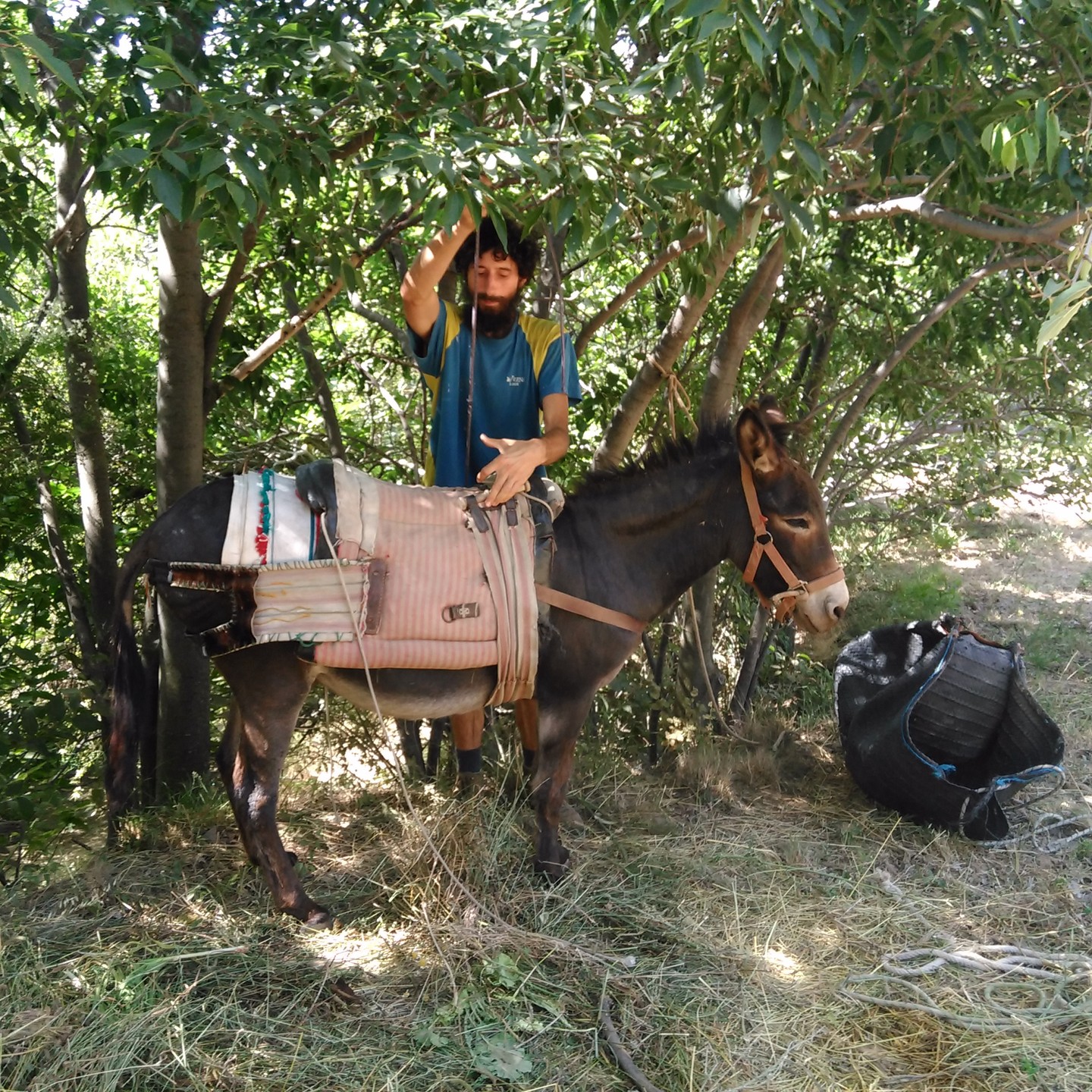 El burro le dijo al tigre:

– “El pasto es azul…