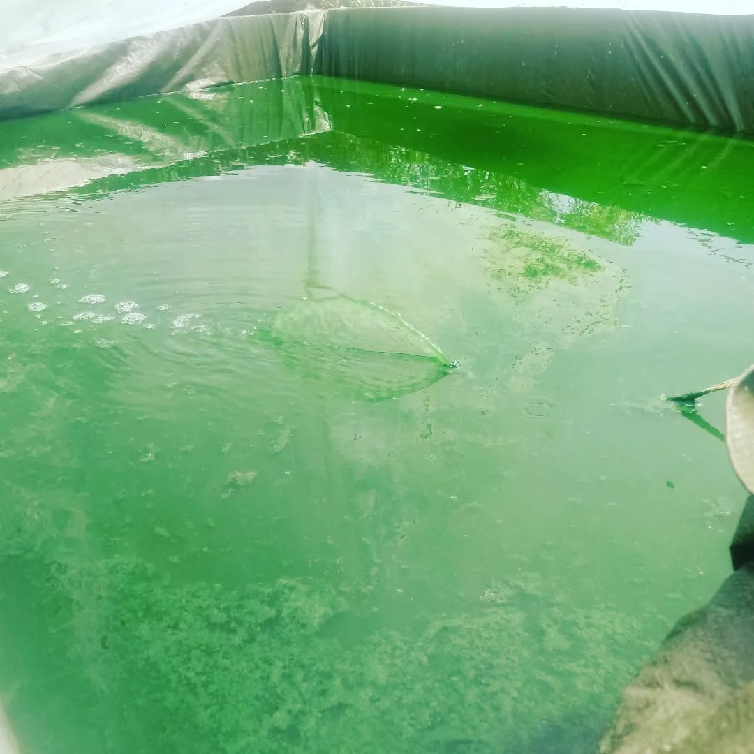 Spirulina life
