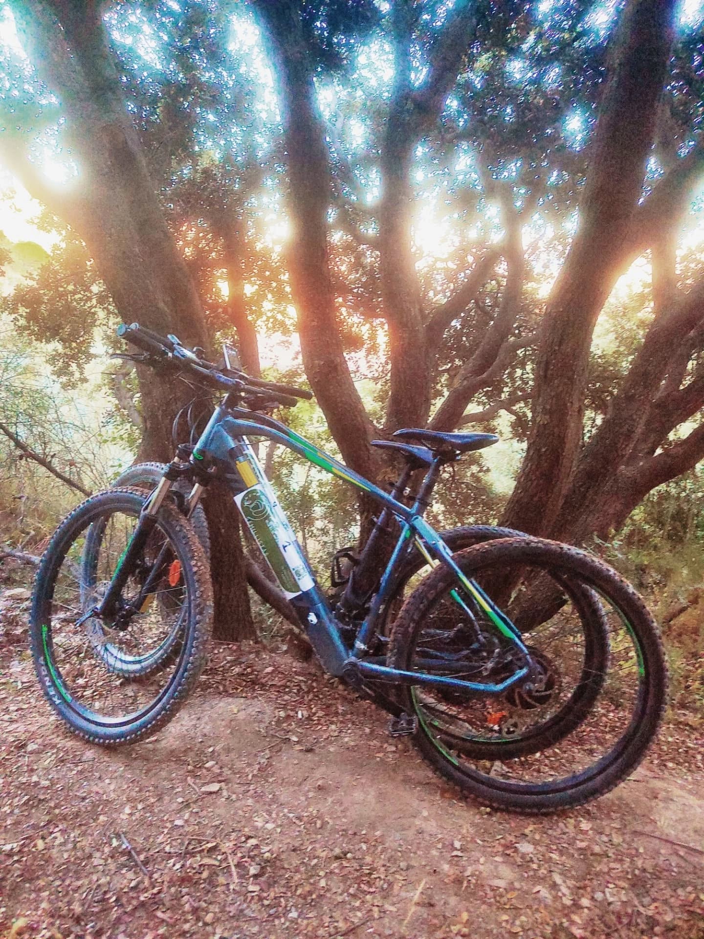 Las E-bike, recién salidas de los talleres de u…