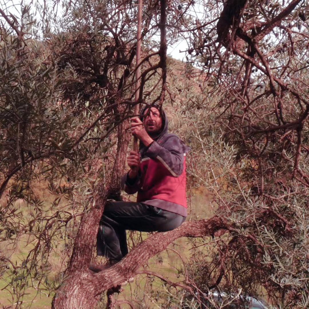 “Si sta come d’autunno sugli alberi le foglie” …