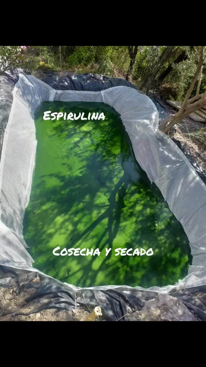 Spirulina: Harvesting and drying