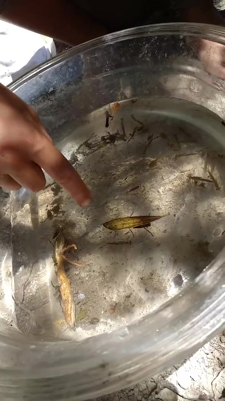 Super Yun, dragonfly larvae