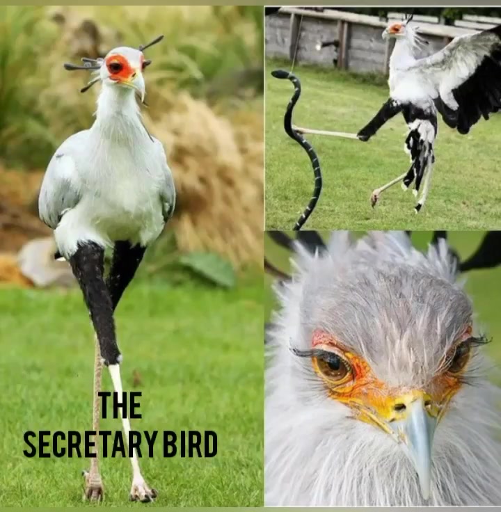 Natural influencer: The secretary bird